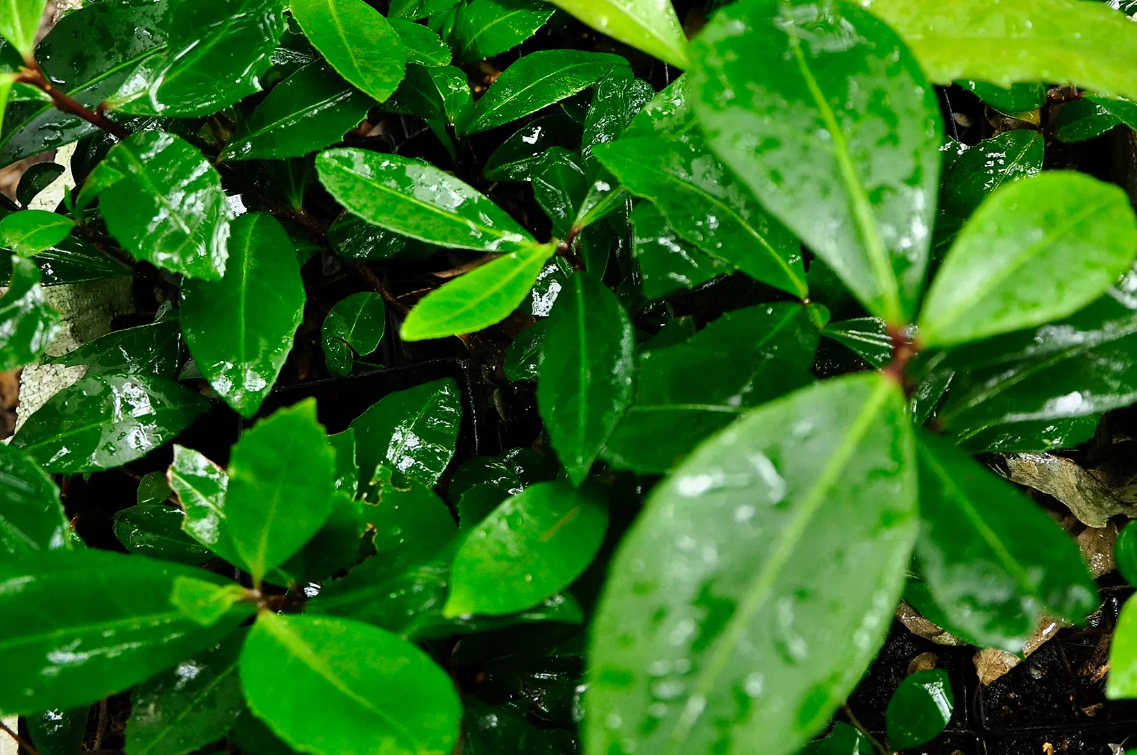 Kiama Rainforest Nursery specialising in Illawarra Rain forest plants – Carls Rainforest Experiences