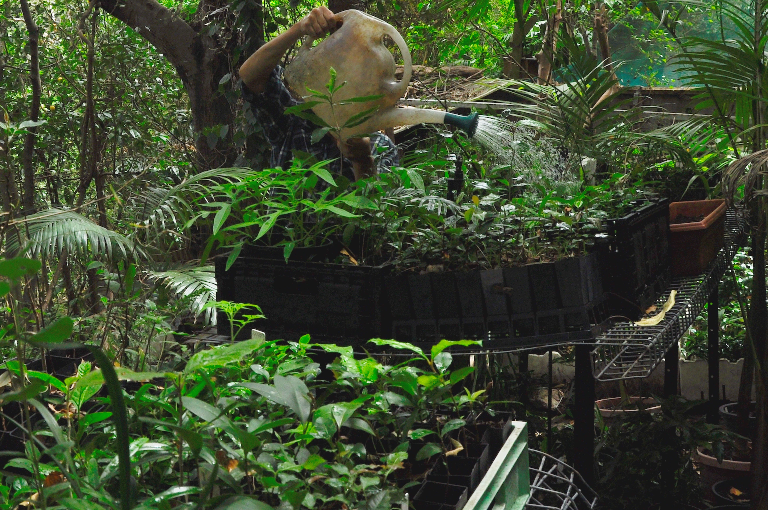 Kiama Rainforest Nursery specialising in Illawarra Rain forest plants – Carls Rainforest Experiences
