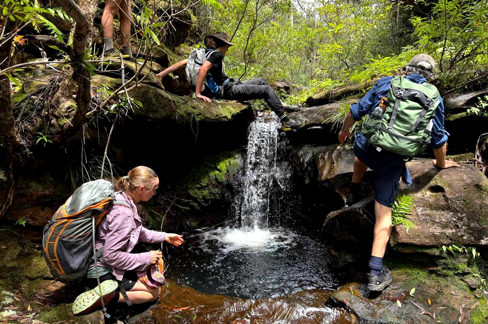 Kiama Rainforest Nursery specialising in Illawarra Rain forest plants – Carls Rainforest Experiences